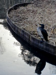 Cormorant at Institute for Nature Study