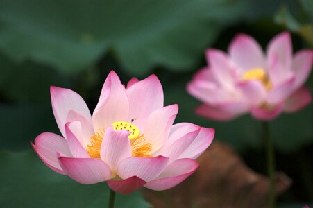 Buddhism green lotus leaf