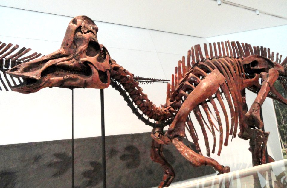 Corythosaurus casuarius, Dinosaur Provincial Park, Alberta, Canada, Late Cretaceous - Royal Ontario Museum - DSC00023