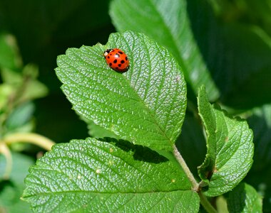 Animal colorful red black photo