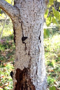 Corylus yunnanensis - Quarryhill Botanical Garden - DSC03769