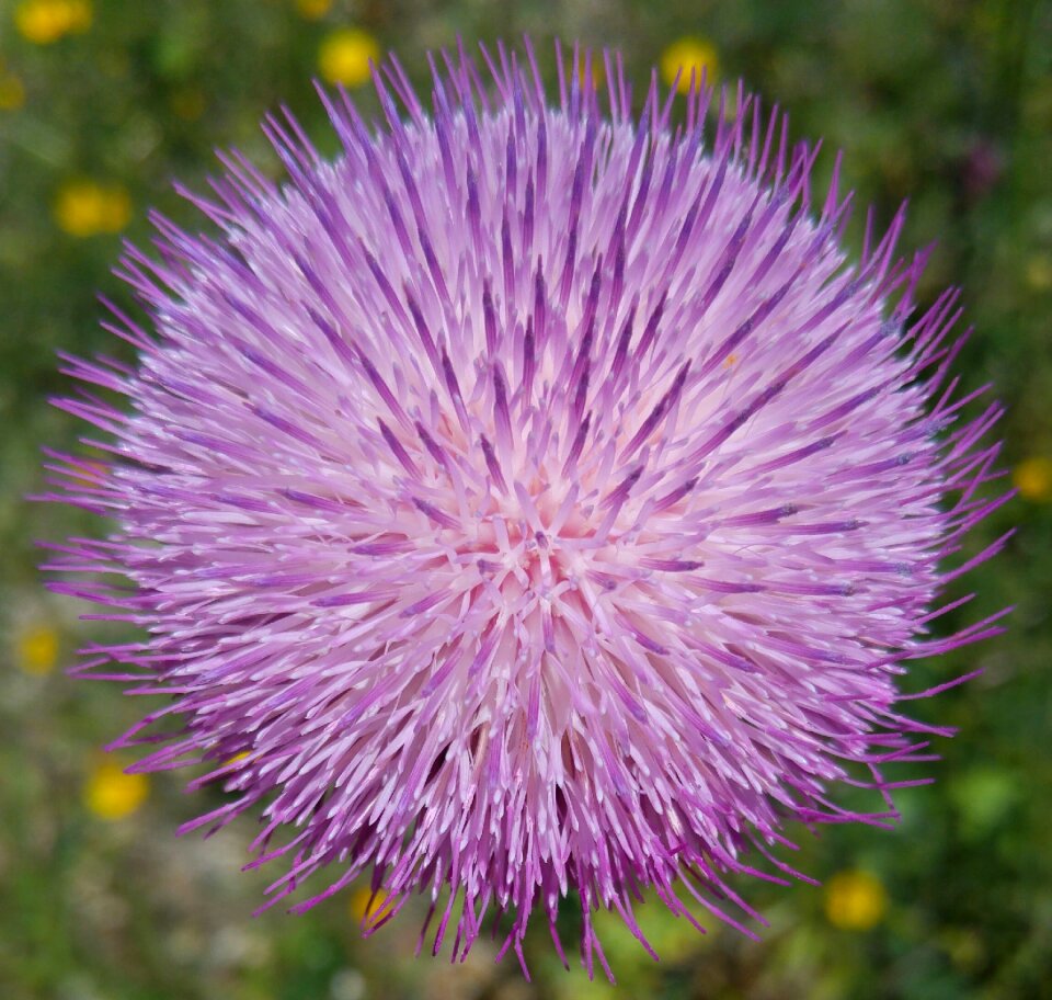 Nature flower plant