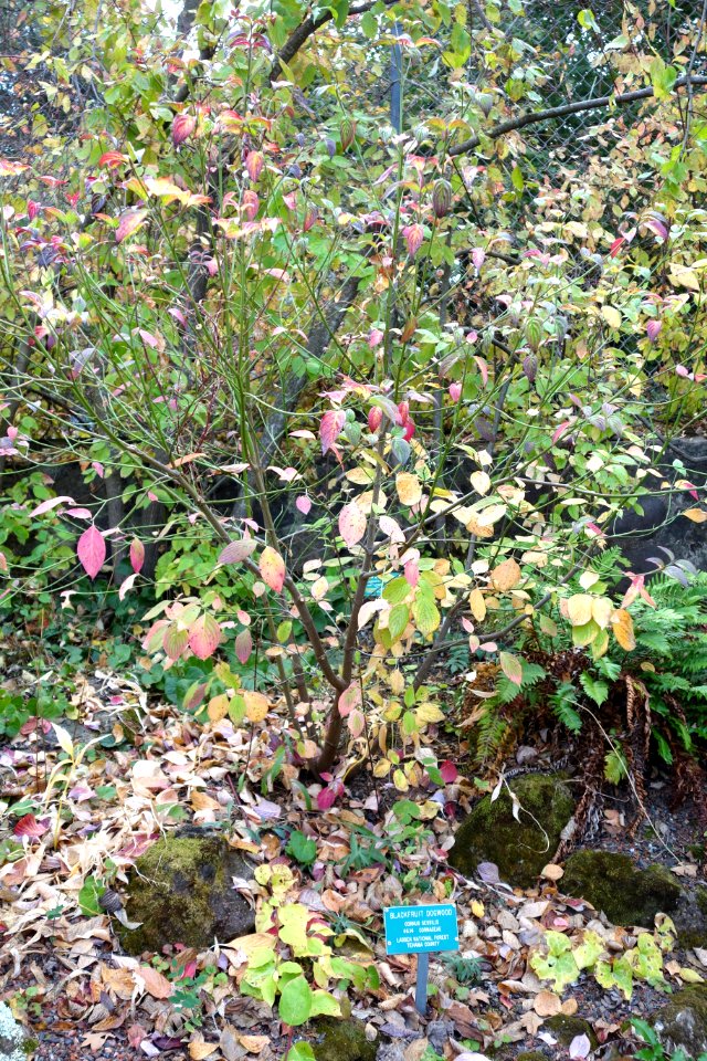 Cornus sessilis - Regional Parks Botanic Garden, Berkeley, CA - DSC04288
