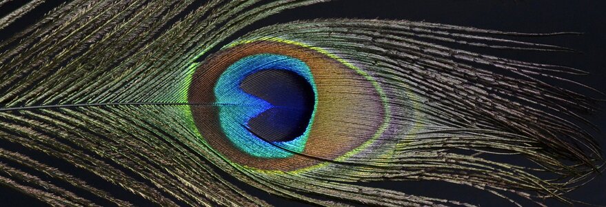 Colorful bird plumage
