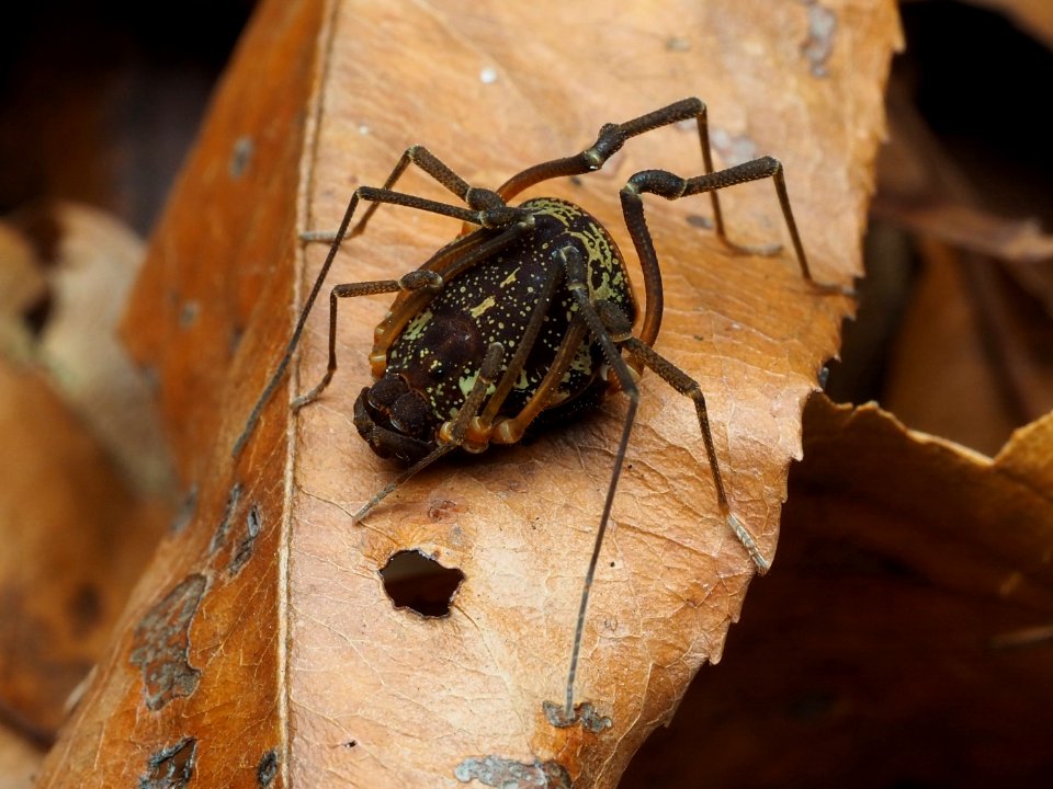 Cosmetidae 105940631
