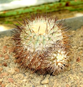 Copiapoa serpentisulcata - Orto botanico - Rome, Italy - DSC09921