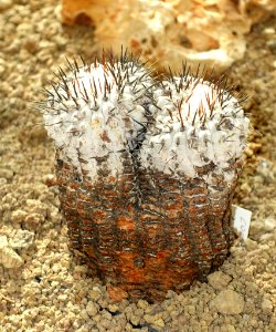 Copiapoa cinerea - Orto botanico - Rome, Italy - DSC09923