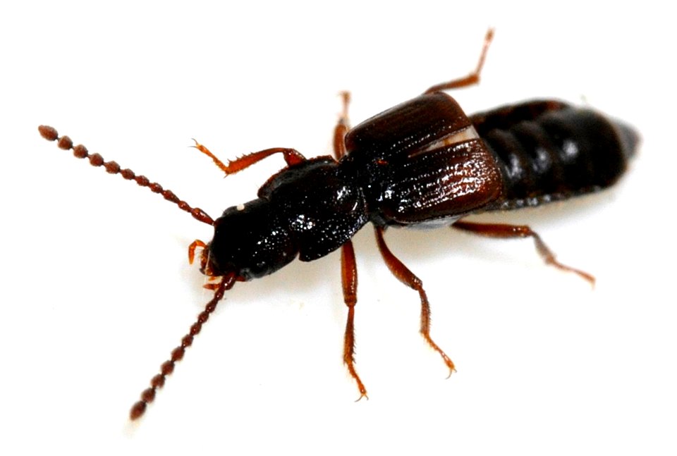 Coprophilus-striatulus-05-fws