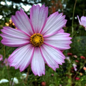 Cosmos bipinnatus IMG 7369-
