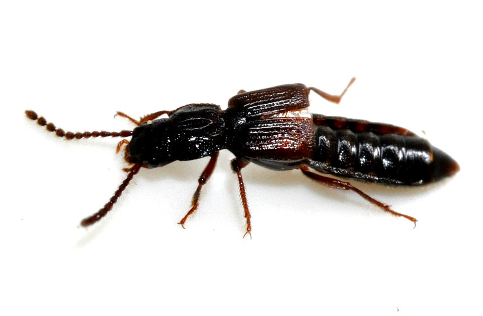 Coprophilus-striatulus-06-fws