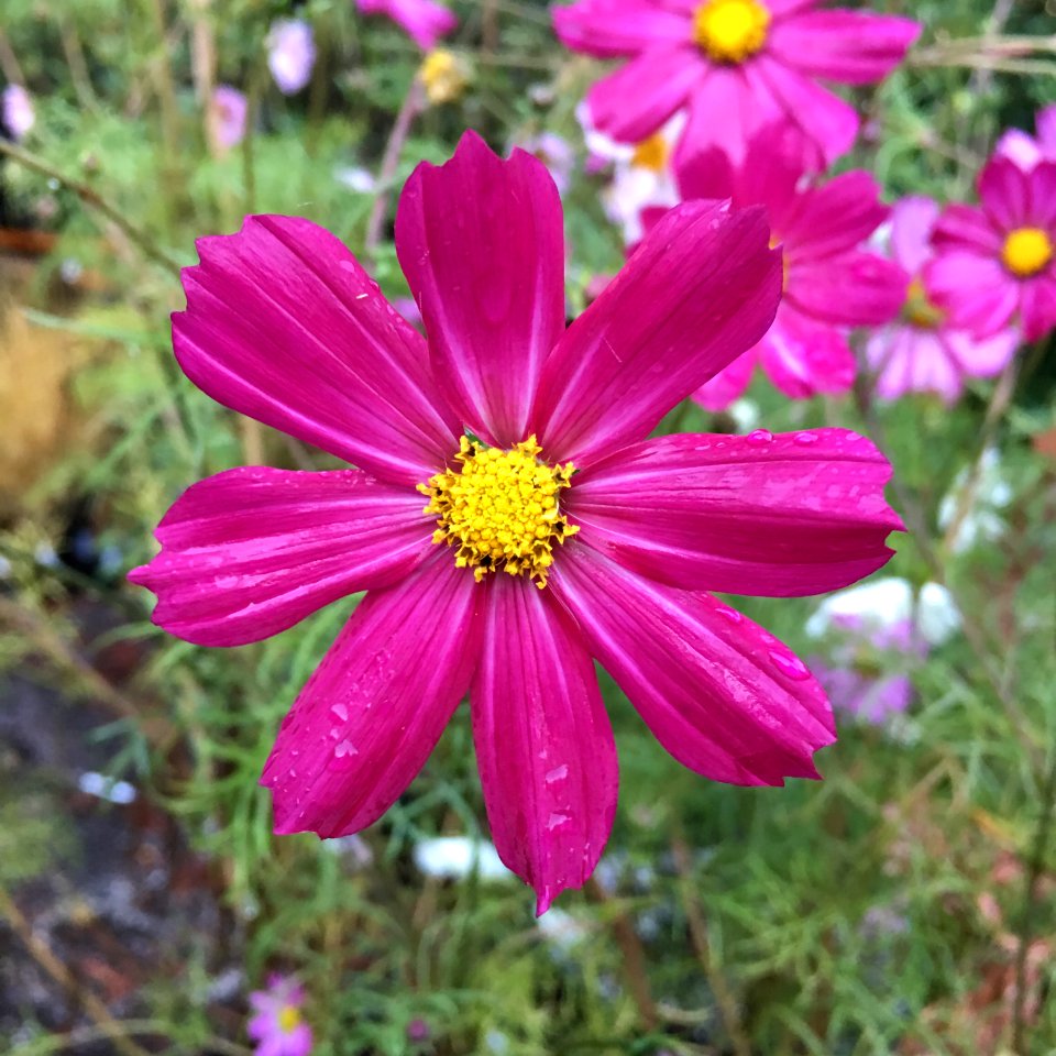 Cosmos bipinnatus IMG 7395