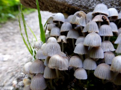 Coprinellus-disseminatus-2 photo