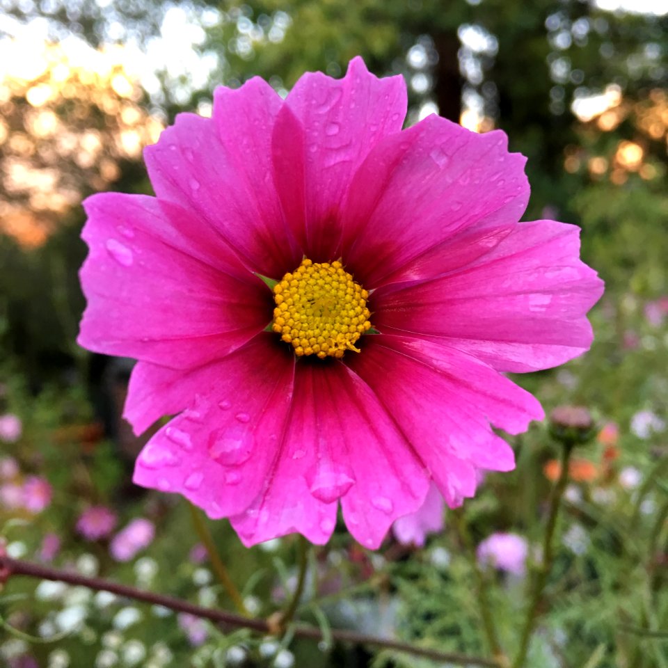 Cosmos bipinnatus IMG 7365--