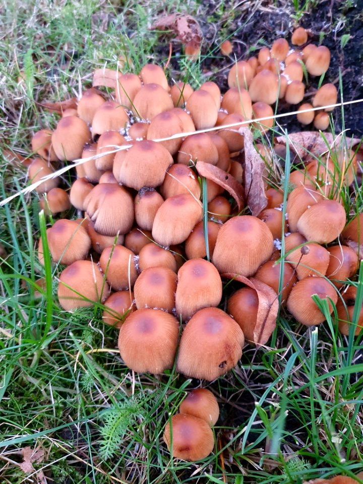 Coprinellus micaceus 105030710