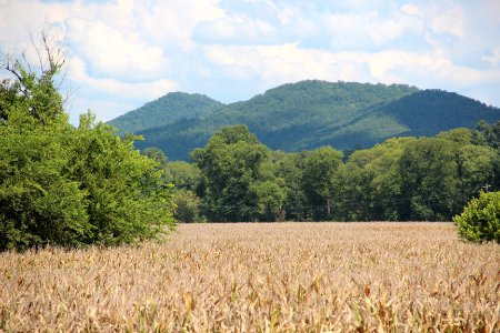 Cornfield with High Top Donley Mtn in background, Tellico Plains, Sept 2019 2