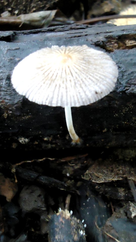 Coprinopsis sp. - Mindanao, Philippines 2