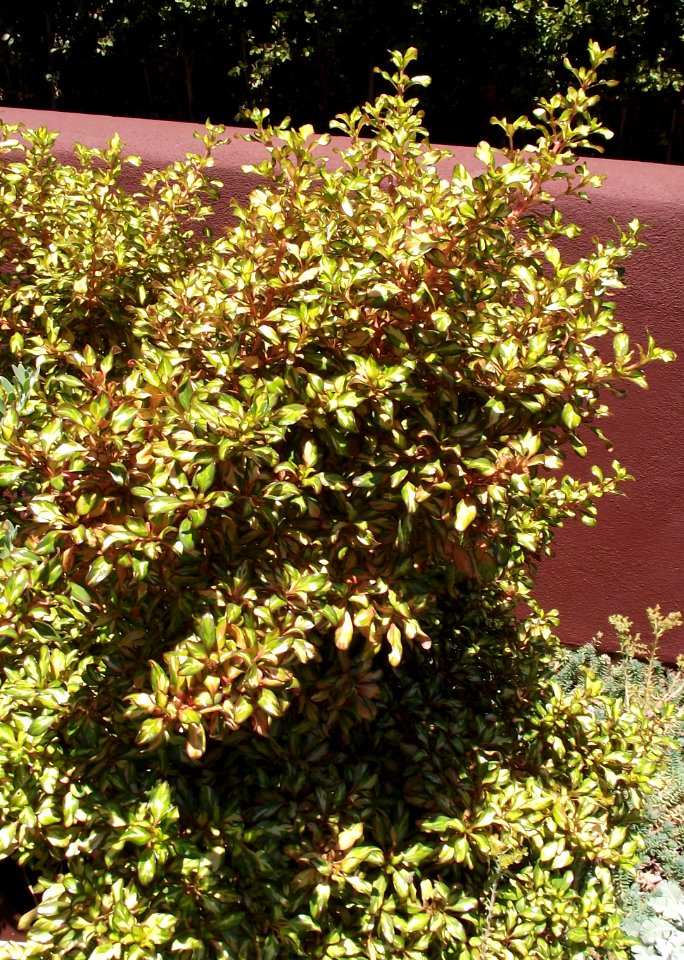 Coprosma 'Tequila Sunrise'