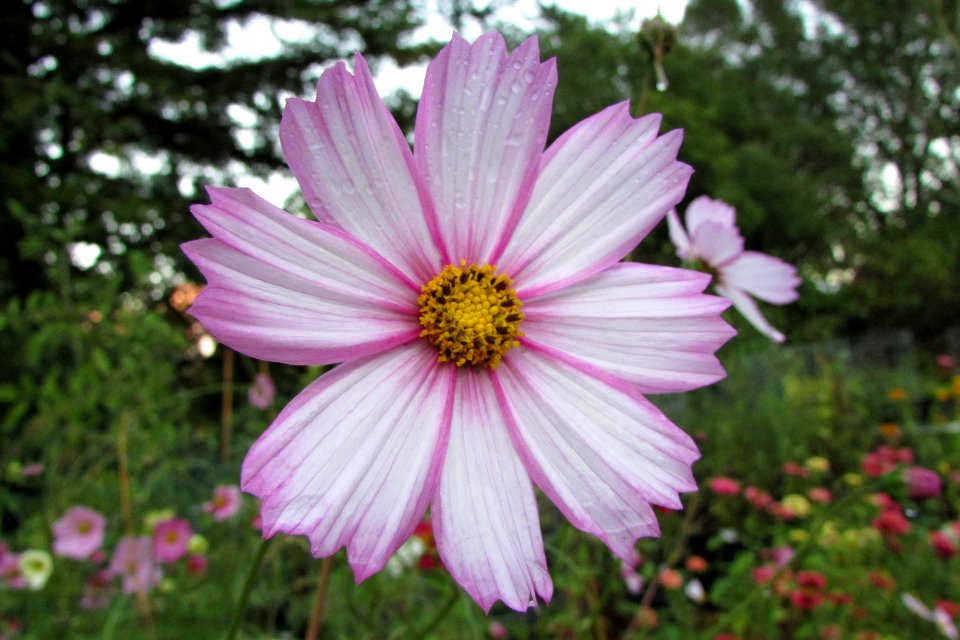 Cosmos bipinnatus IMG 8101