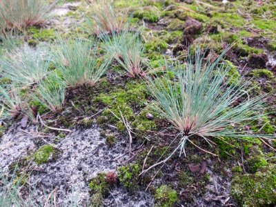 Corynephorus canescens 94469849
