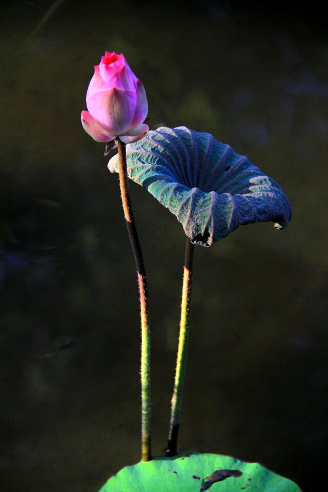 Buddhism green lotus leaf