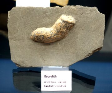 Coprolite - Naturhistorisches Museum, Braunschweig, Germany - DSC05096