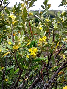Corokia macrocarpa 28735267