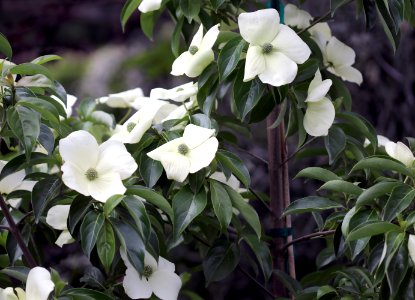 Cornus hybrid IMG 0308-1