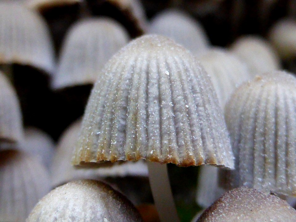 Coprinellus-disseminatus-close-up