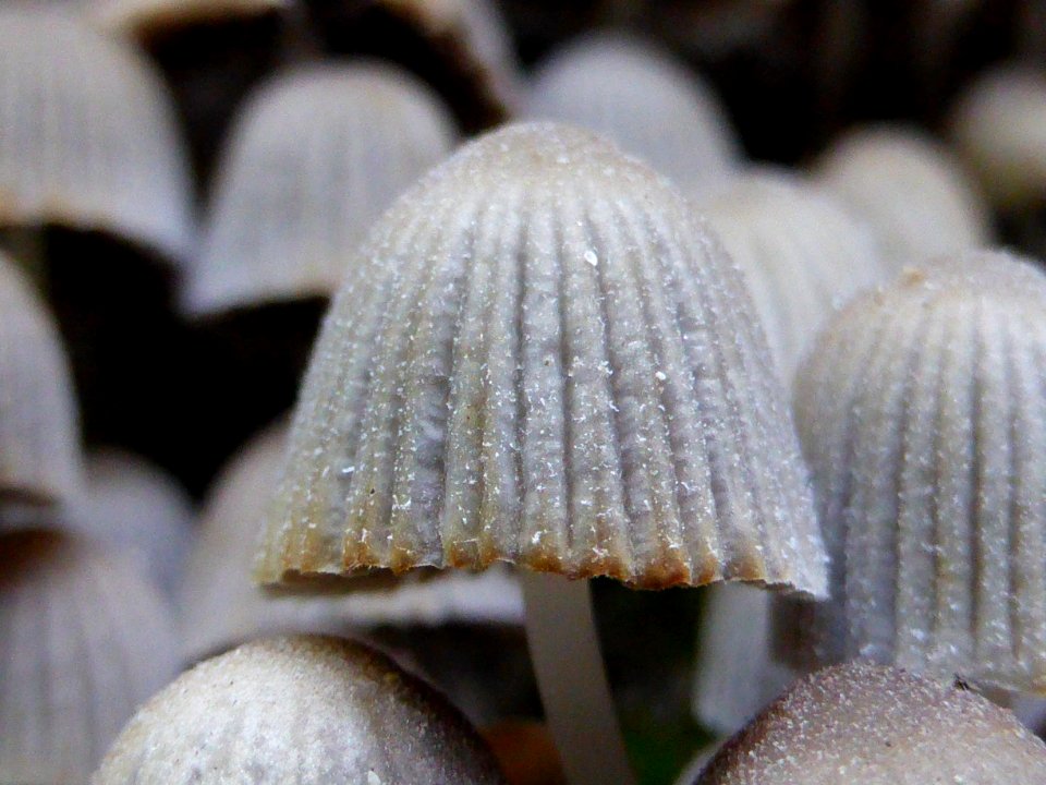 Coprinellus-disseminatus-close-up photo