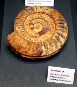 Coroniceras sp. - Naturhistorisches Museum, Braunschweig, Germany - DSC05142