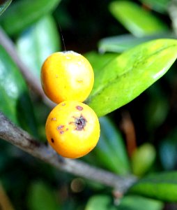 Corokia macrocarpa 49966767