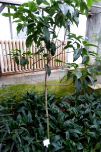 Coptosperma borbonicum (Tarenna borbonica) - Botanischer Garten - Heidelberg, Germany - DSC01185