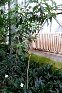 Coptosperma borbonicum (Tarenna borbonica) - Botanischer Garten - Heidelberg, Germany - DSC01187
