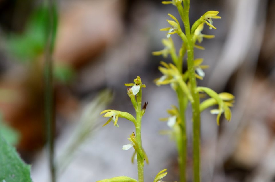 Corallorhiza trifida1