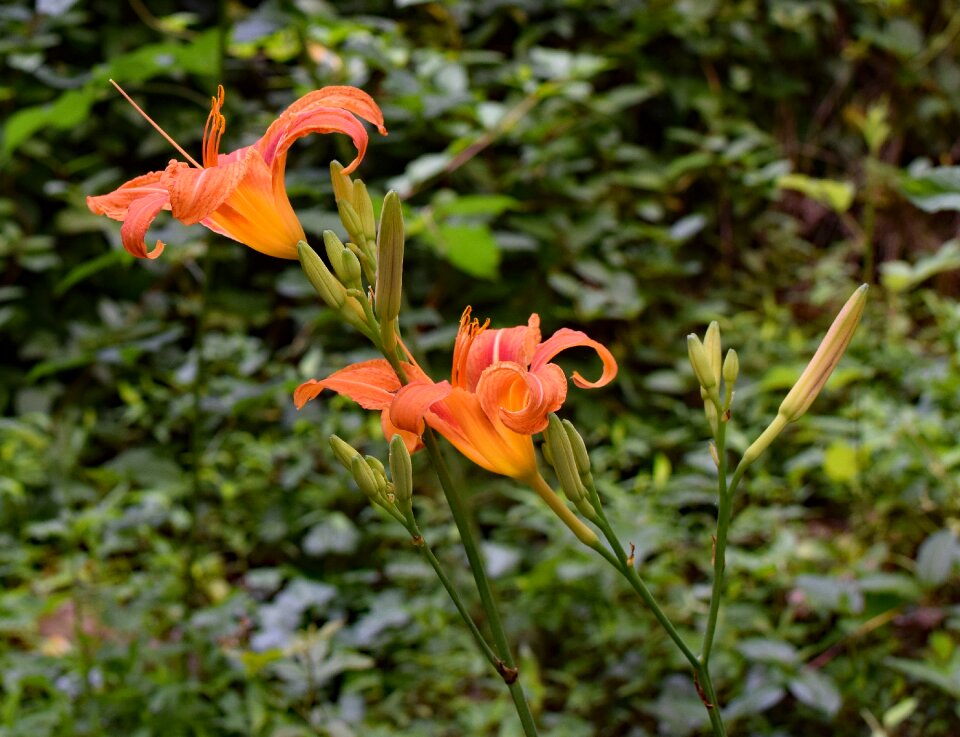Flower blossom bloom garden