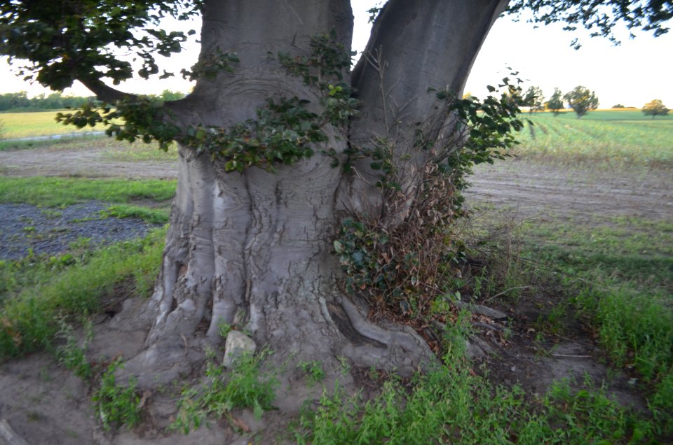 Copper Beech Fagus sylvatica purpurea trunk 01