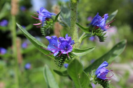Slangehoved echium blue flower photo