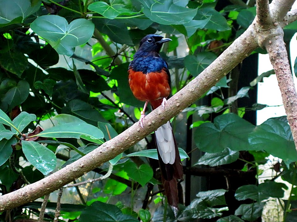 Copsychus malabaricus (White-rumped Shama), Burgers zoo, Arnhem, the Netherlands