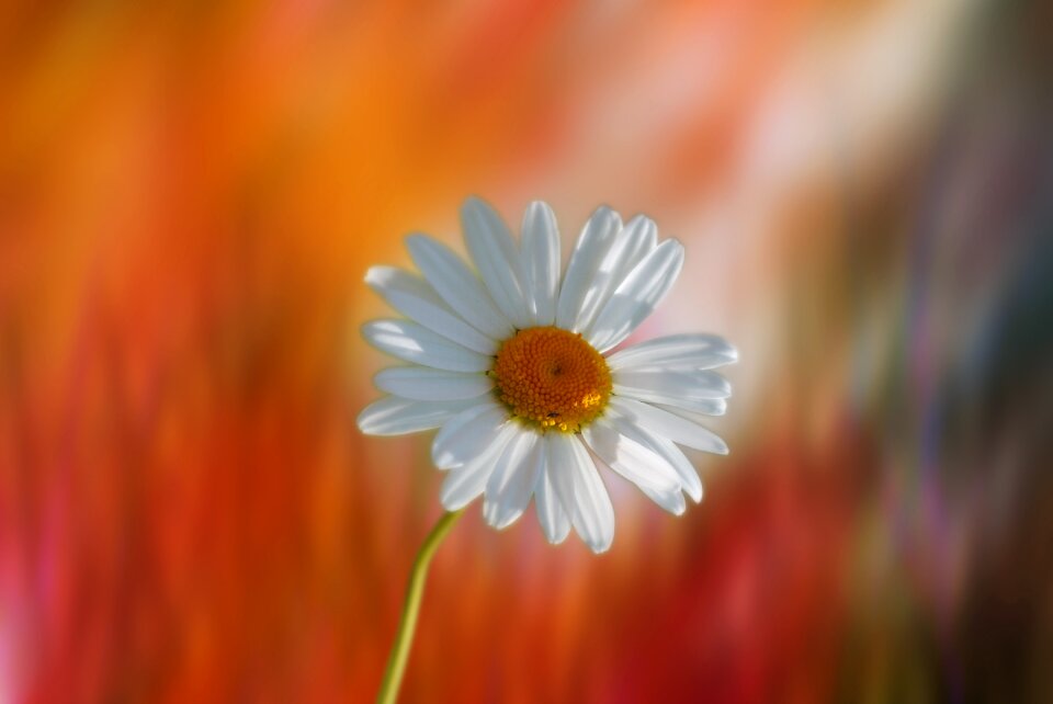Garden yellow orange