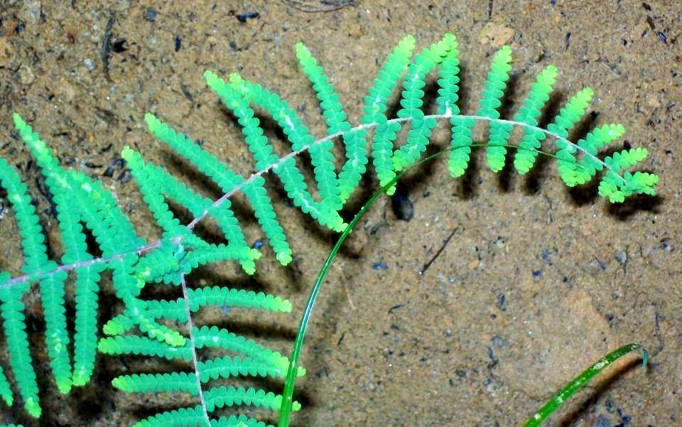 Coral Fern Elvina Bay