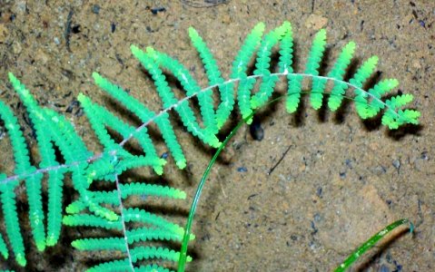 Coral Fern Elvina Bay