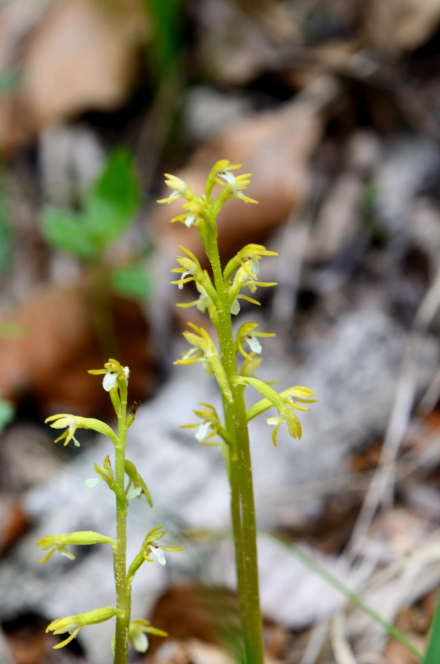 Corallorhiza trifida 01