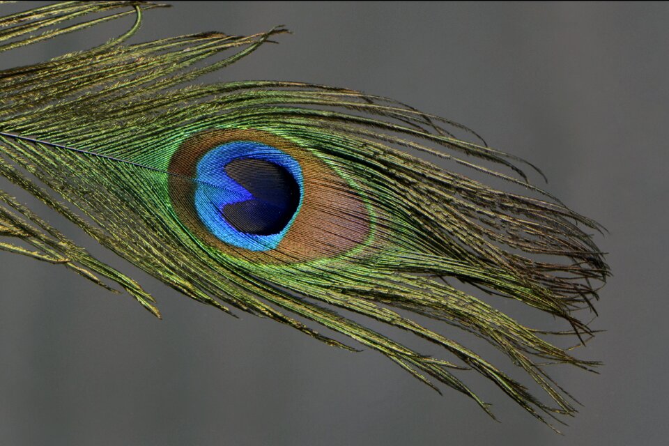 Colorful bird plumage
