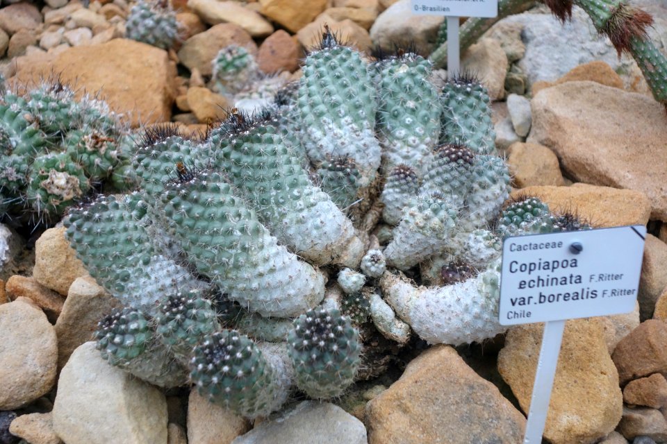 Copiapoa megarhiza var. echinata (Copiapoa echinata) - Botanischer Garten, Dresden, Germany - DSC08842