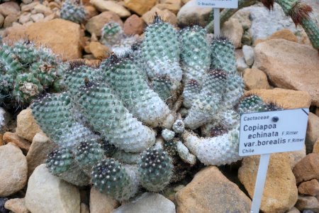 Copiapoa megarhiza var. echinata (Copiapoa echinata) - Botanischer Garten, Dresden, Germany - DSC08842