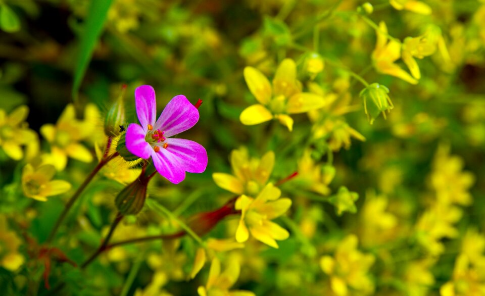 Nature flower colors