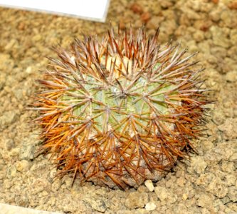 Copiapoa serpentisulcata - Orto botanico - Rome, Italy - DSC09919