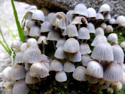 Coprinellus-disseminatus-1 photo