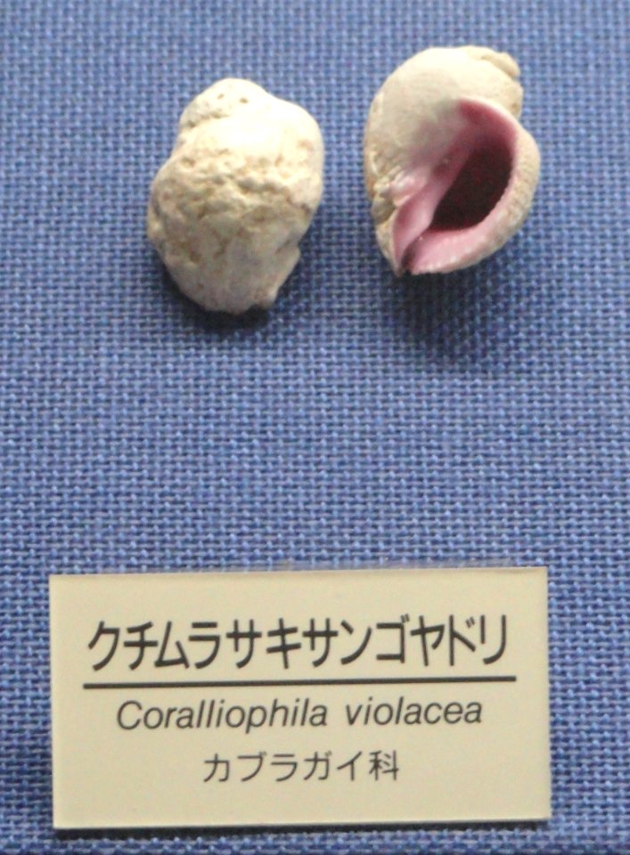 Coralliophila violacea - Osaka Museum of Natural History - DSC07838