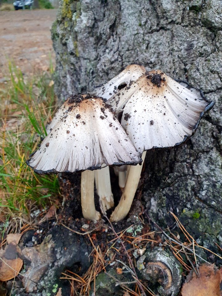 Coprinopsis atramentaria 104592206